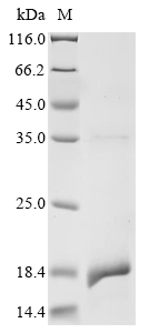 Recombinant Rat Solute carrier family 2, facilitated glucose transporter member 1 (Slc2a1), partial