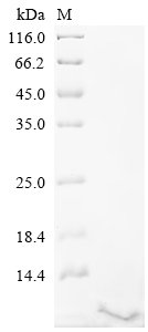 Recombinant Mouse Serine protease inhibitor Kazal-type 4 (Spink4)