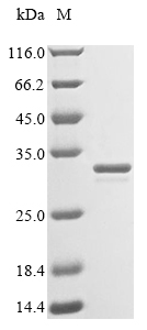 Recombinant Staphylococcus aureus Sortase A (srtA), partial