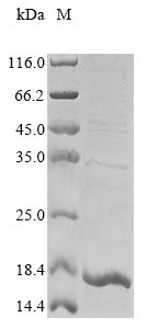 Recombinant Mouse Stefin-1 (Stfa1)