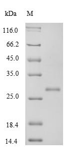 Recombinant Rat Transforming growth factor beta-1 proprotein (Tgfb1), partial