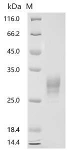 Recombinant Macaca mulatta Tumor necrosis factor ligand superfamily member 15 (TNFSF15), partial (Active)