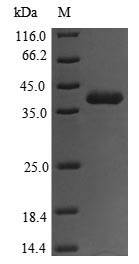 Recombinant Clostridioides difficile Toxin A (toxA), partial