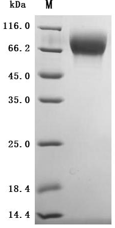 Recombinant Macaca fascicularis Trophoblast glycoprotein (TPBG), partial (Active)