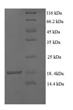 Recombinant Macaca fascicularis Transthyretin (TTR)