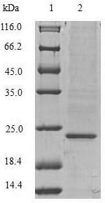 Recombinant Pig Vascular endothelial growth factor A (VEGFA)