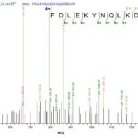 Based on the SEQUEST from database of E.coli host and target protein, the LC-MS/MS Analysis result of CSB-CF668882MO could indicate that this peptide derived from E.coli-expressed Mus musculus (Mouse) Mcu.