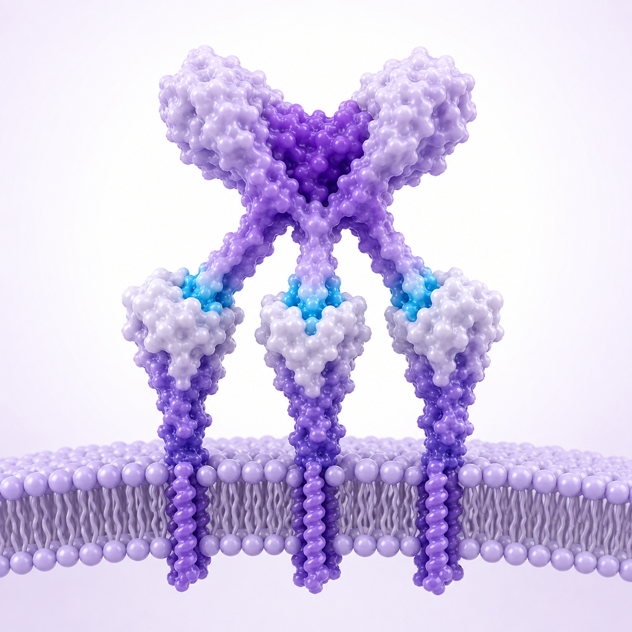 TNF family ligand and receptor illustration