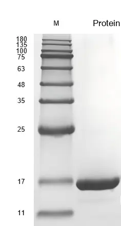 Recombinant Human Platelet-Derived Growth Factor BB (PDGFB) Protein, Active, Ultra-Low Endotoxin - Image 2