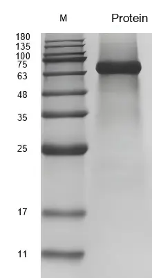 Recombinant Human Interleukin-23 (IL23A/IL12B) Protein Complex, Active, Ultra-Low Endotoxin - Image 2