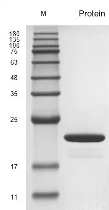 Recombinant Human Fibroblast Growth Factor 10 (FGF10) Protein, Active, Ultra-Low Endotoxin - Image 2