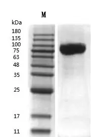 Recombinant Human Apo-Transferrin (TF) Protein, Active, Ultra-Low Endotoxin - Image 2