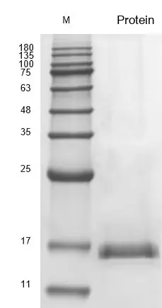 Recombinant Human Bone Morphogenetic Protein 2 (BMP2) Protein, Active, Low Endotoxin - Image 2