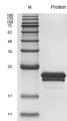 Recombinant Human Fibroblast Growth Factor 8b (FGF8) Protein, Active, Ultra-Low Endotoxin - Image 2