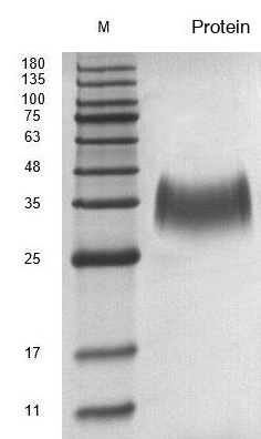Recombinant Human Erythropoietin (EPO) Protein, Active, Ultra-Low Endotoxin - Image 2