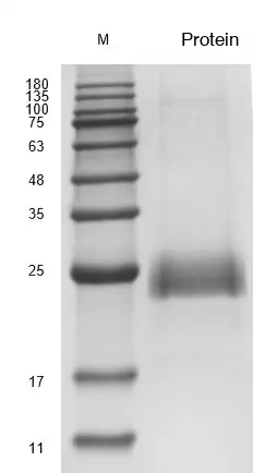 Recombinant Human Thrombopoietin (THPO) Protein, Active, Ultra-Low Endotoxin - Image 2
