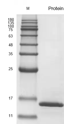 Recombinant Human Transforming Growth Factor Beta 3 (TGFB3) Protein, Active, Ultra-Low Endotoxin - Image 2