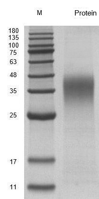 Recombinant Human Leukemia Inhibitory Factor (LIF) Protein, Active, Ultra-Low Endotoxin - Image 2
