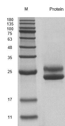 Recombinant Human FLT3 Ligand (FLT3LG) Protein, Active, Ultra-Low Endotoxin - Image 2
