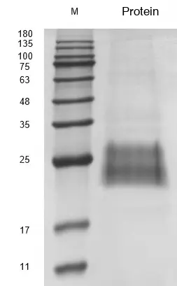 Recombinant Human Granulocyte-Macrophage Colony-Stimulating Factor (CSF2) Protein, Active, Ultra-Low Endotoxin - Image 2