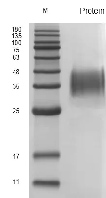 Recombinant Mouse Leukemia Inhibitory Factor (LIF) Protein, Active, Ultra-Low Endotoxin - Image 2
