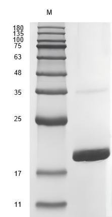 Recombinant Human Fibroblast Growth Factor 2 (FGF2) Protein, Active, Low Endotoxin - Image 2