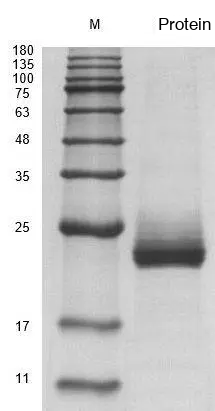 Recombinant Human Interleukin-6 (IL6) Protein, Active, Ultra-Low Endotoxin - Image 2