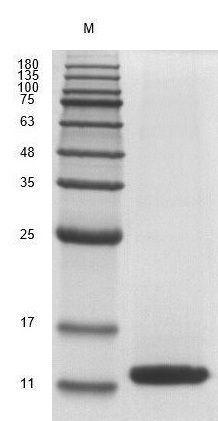 Recombinant Human Epidermal Growth Factor (EGF) Protein, Active, Ultra-Low Endotoxin - Image 2