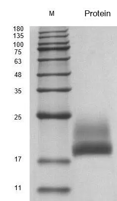 Recombinant Human Interleukin-15 (IL15) Protein, Active, Ultra-Low Endotoxin - Image 2