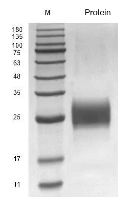 Recombinant Human Interleukin-7 (IL7) Protein, Active, Ultra-Low Endotoxin - Image 2