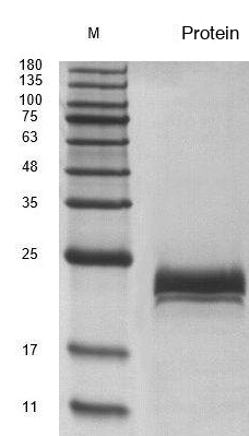 Recombinant Human Insulin (INS) Protein, Low Endotoxin - Image 2