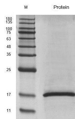 Recombinant Human Bone Morphogenetic Protein 7 (BMP7) Protein, Active, Ultra-Low Endotoxin - Image 2