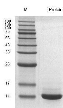 Recombinant Human LR3 Insulin-Like Growth Factor 1 (IGF1) Protein, Active, Ultra-Low Endotoxin - Image 2