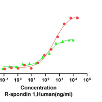 Recombinant Human R-Spondin-1 (RSPO1) Protein, Active, Ultra-Low Endotoxin - BioCrest Sci