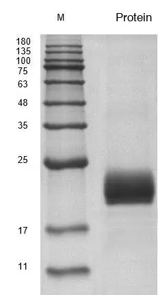 Recombinant Human Interleukin-4 (IL4) Protein, Active, Ultra-Low Endotoxin - Image 2