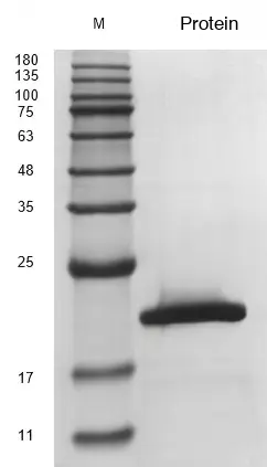 Recombinant Human Interferon Alpha-2b (IFNA2) Protein, Active, Ultra-Low Endotoxin - Image 2