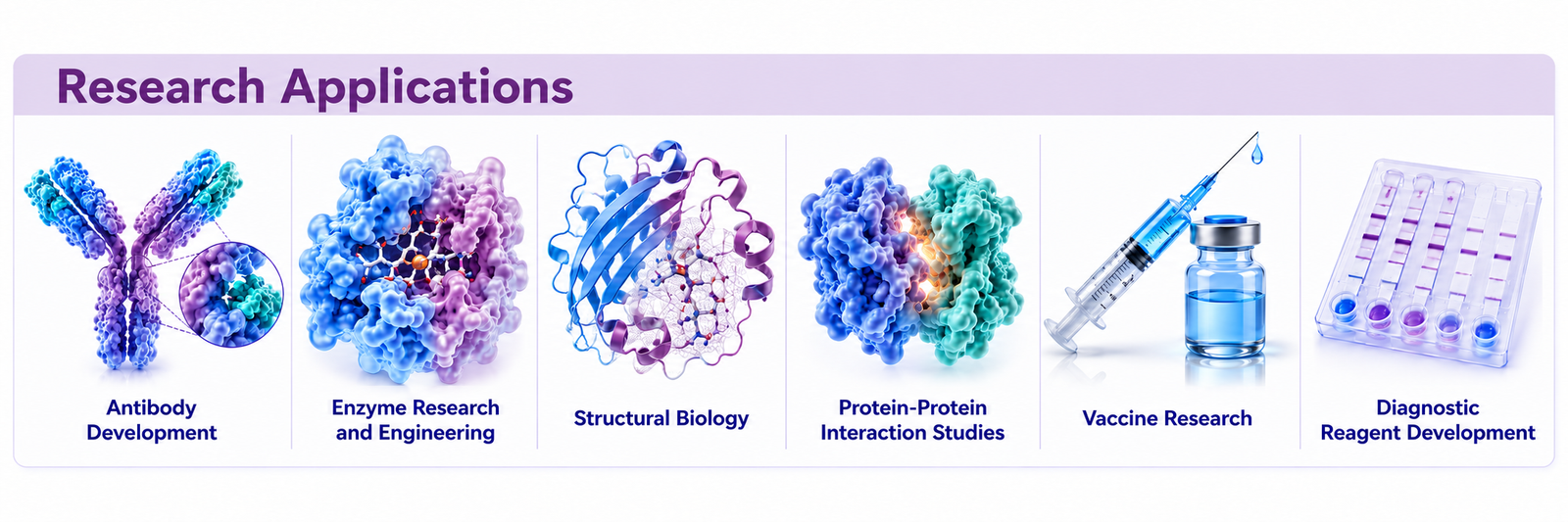 Research applications of recombinant E. coli proteins including antibodies, enzymes, structural biology, interaction studies, vaccines and diagnostics