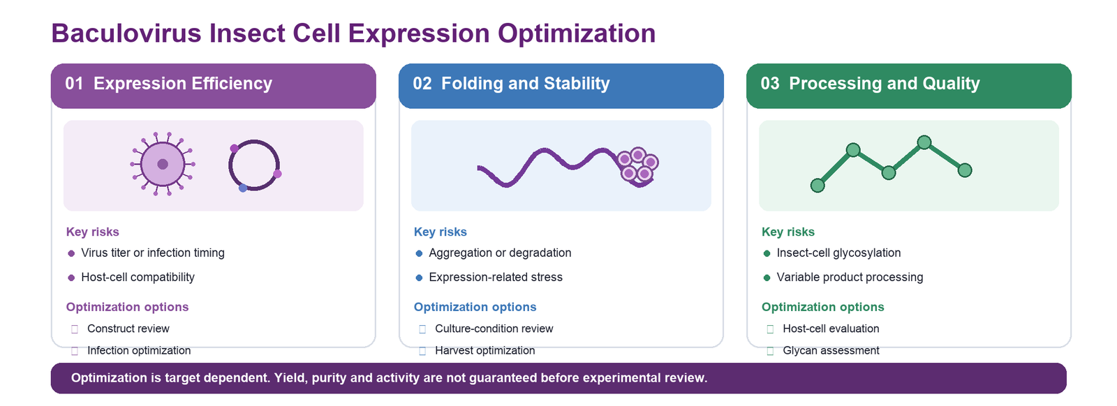 Baculovirus Insect Cell expression optimization strategy