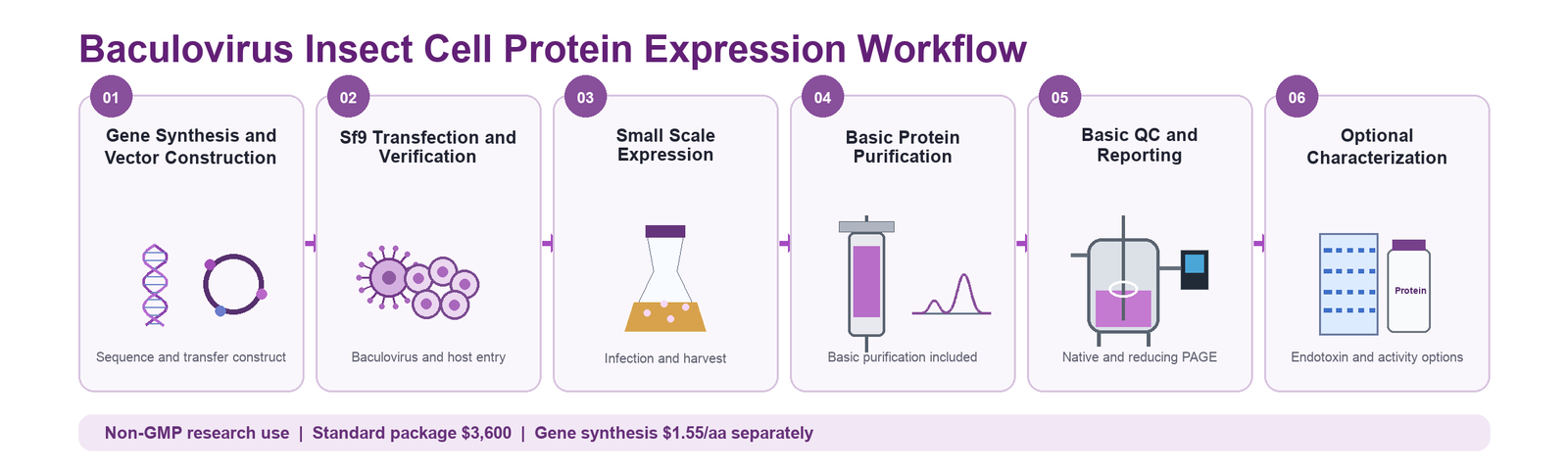Baculovirus Insect Cell protein expression six-stage workflow