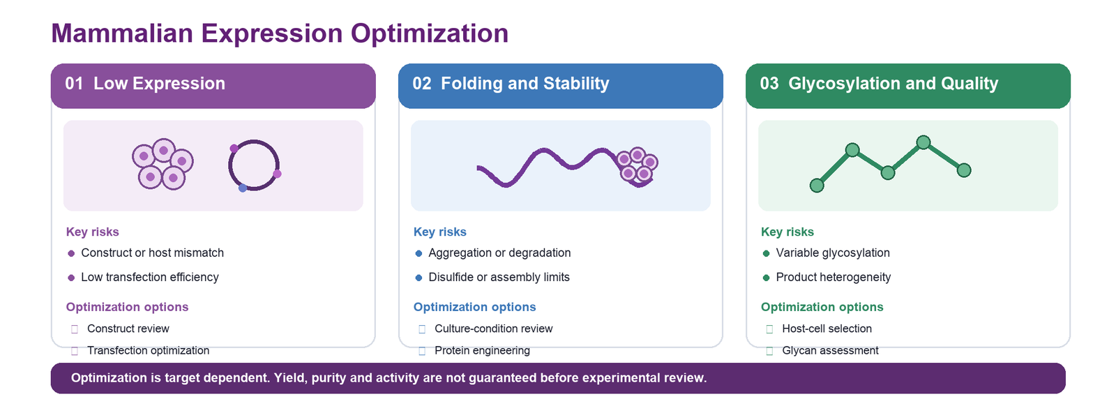 Mammalian Cell expression optimization strategy