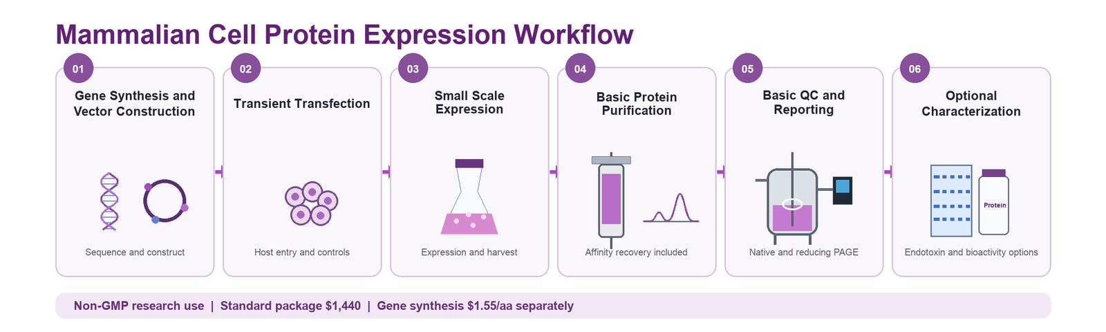 Mammalian Cell protein expression six-stage workflow