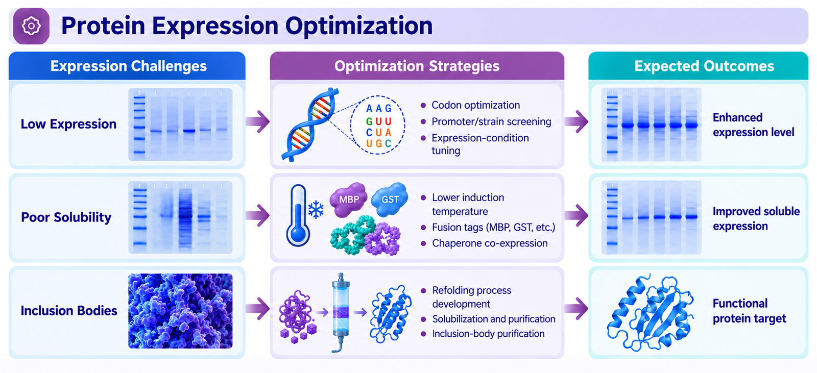 Protein expression optimization strategies for low expression, poor solubility and inclusion bodies in E. coli