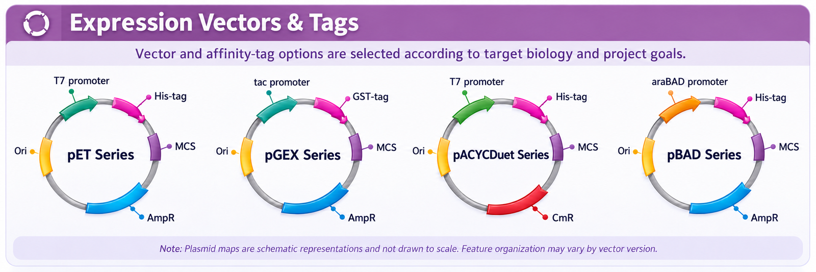 Schematic E. coli expression vector and affinity tag options including pET, pGEX, pACYCDuet and pBAD series