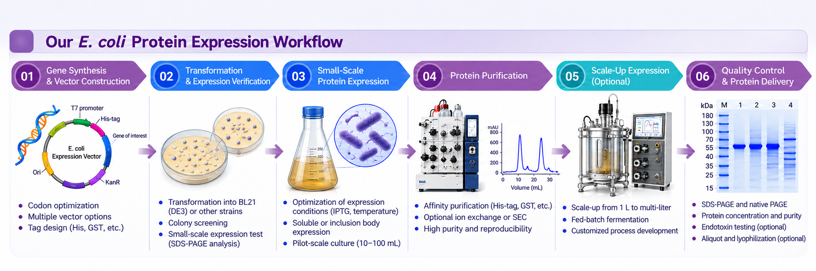 E. coli protein expression workflow from gene and vector construction through transformation, small-scale expression, purification, optional scale-up and quality control