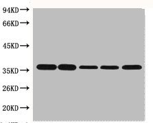 Mouse anti-Human/Rat/Mouse/Monkey/Dog/Cat/Hamster/Rabbit/Pig/Sheep/Insect/Yeast GAPDH Monoclonal Antibody