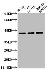 Mouse anti-Human/Rat/Mouse/Monkey/Dog/Chicken/Hamster/Rabbit/Pig/Sheep ACTB Monoclonal Antibody