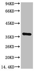 Mouse anti-Human/Rat/Mouse/Monkey/Dog/Cat/Hamster/Rabbit/Pig/Sheep GAPDH Monoclonal Antibody