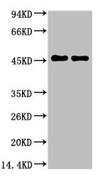 Mouse anti-Rat/Mouse GFAP Monoclonal Antibody