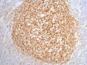 Mouse anti-Human/Mouse/Rat CR2 Monoclonal Antibody