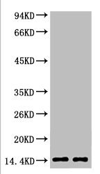 Mouse anti-Human/Mouse/Rat Monomethyl-Histone H3(K79) Monoclonal Antibody